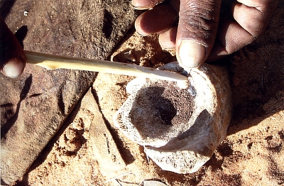 San (Bushmen) preparing poison arrows