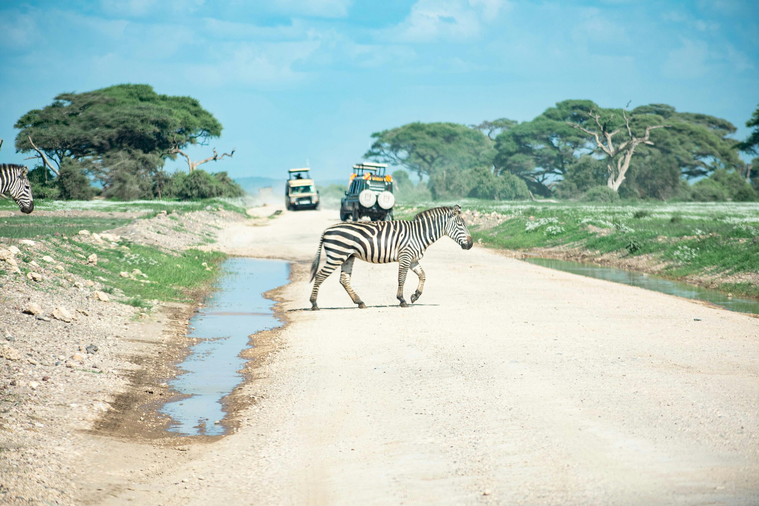 Zebra crossing a dirt road in Amboseli National Park, Kenya