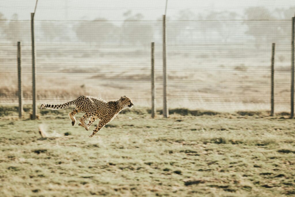 Cheetah