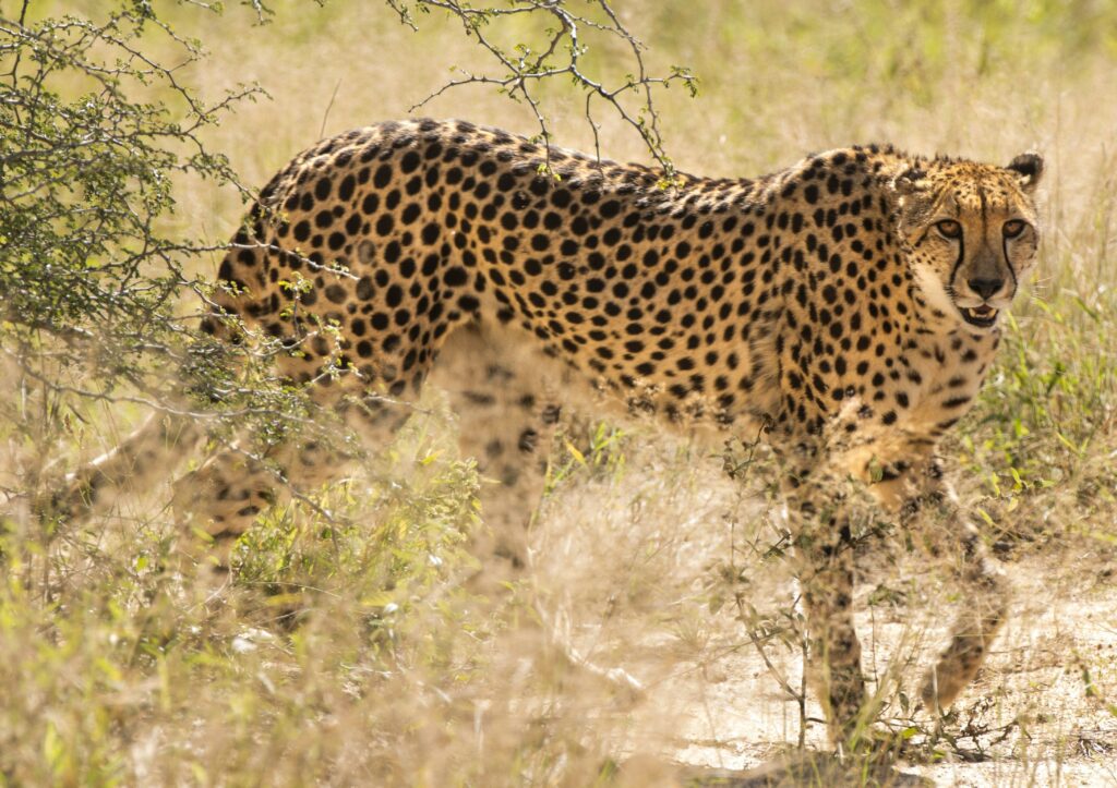 Cheetah in Kruger National Park, South Africa.