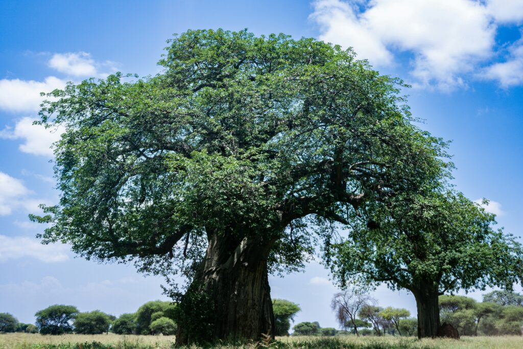 Baobab Tree in Serengeti National Park, Tanzania