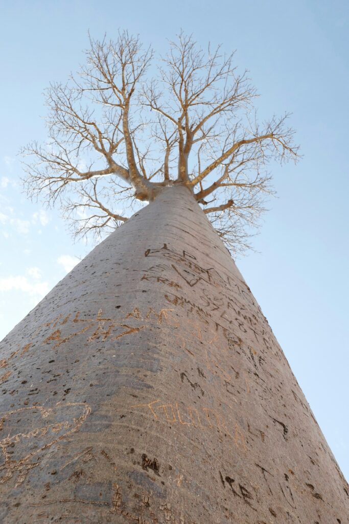 Baobab Tree in Madagascar