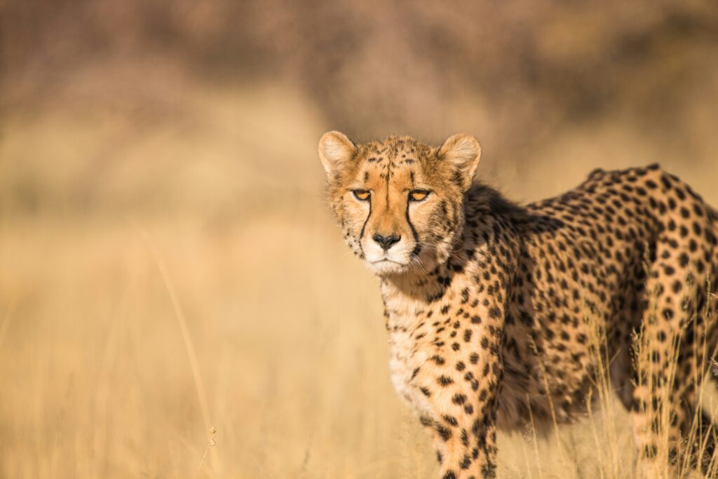 Cheetah spotted on safari