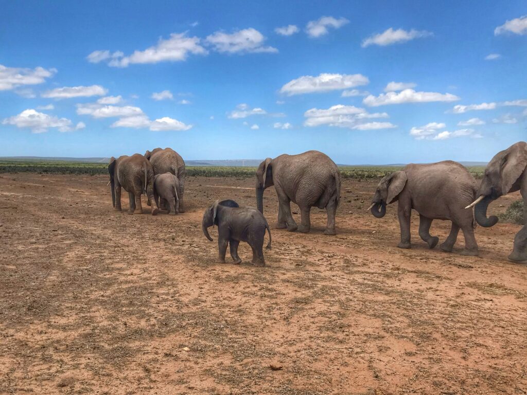 Elephant Family