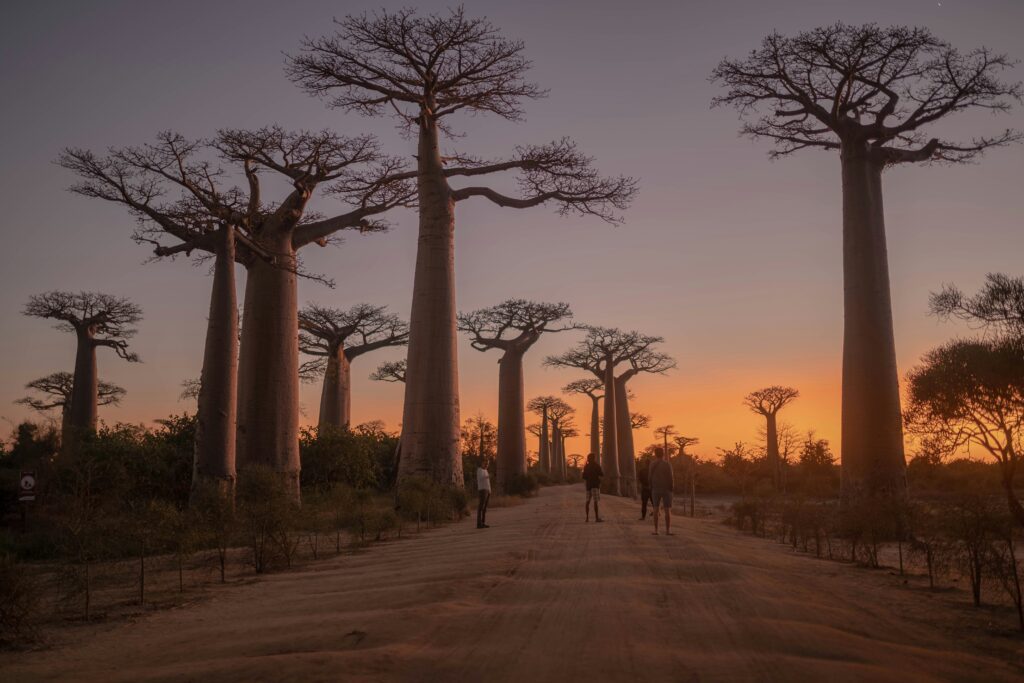 a group of people walking on a dirt road with tall pillars with Avenue of the Baobabs in the background